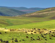 Sheep Grazing in Valley